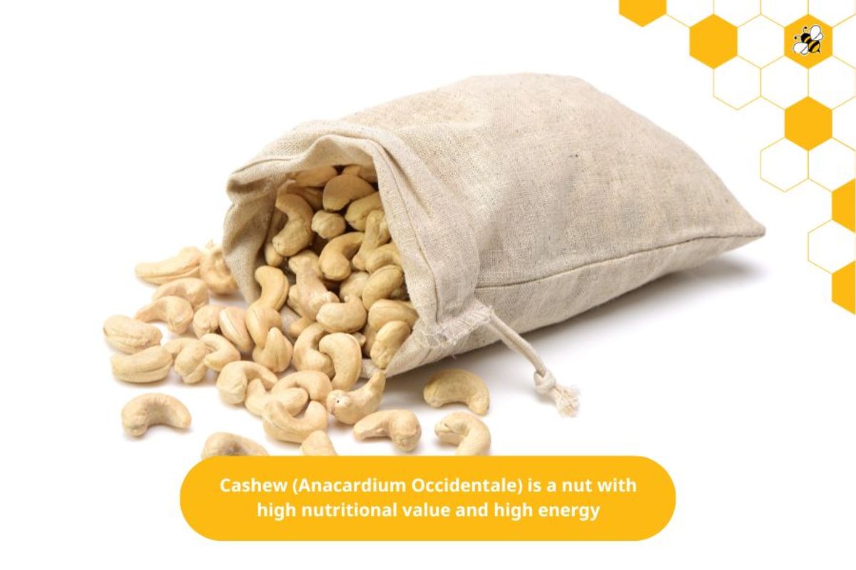 Cashew (Anacardium Occidentale) is a nut with high nutritional value and high energy