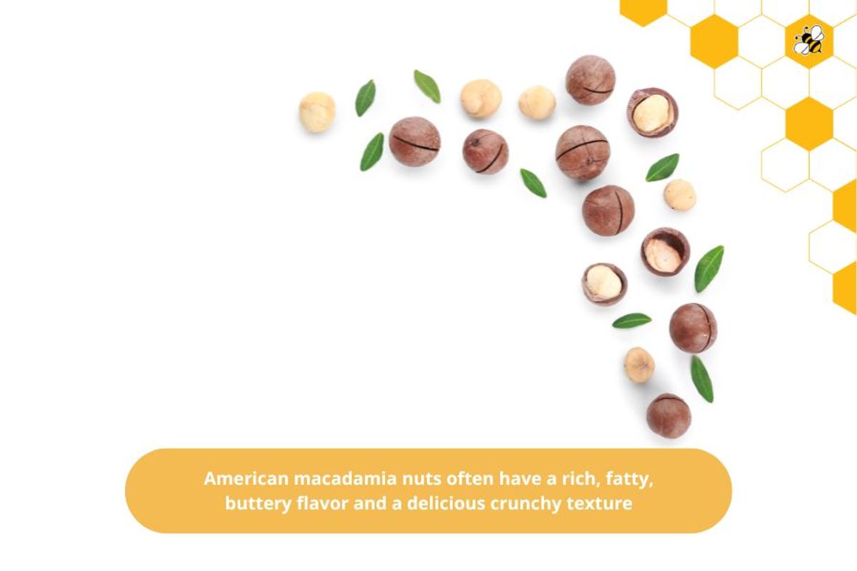 American macadamia nuts often have a rich, fatty, buttery flavor and a delicious crunchy texture