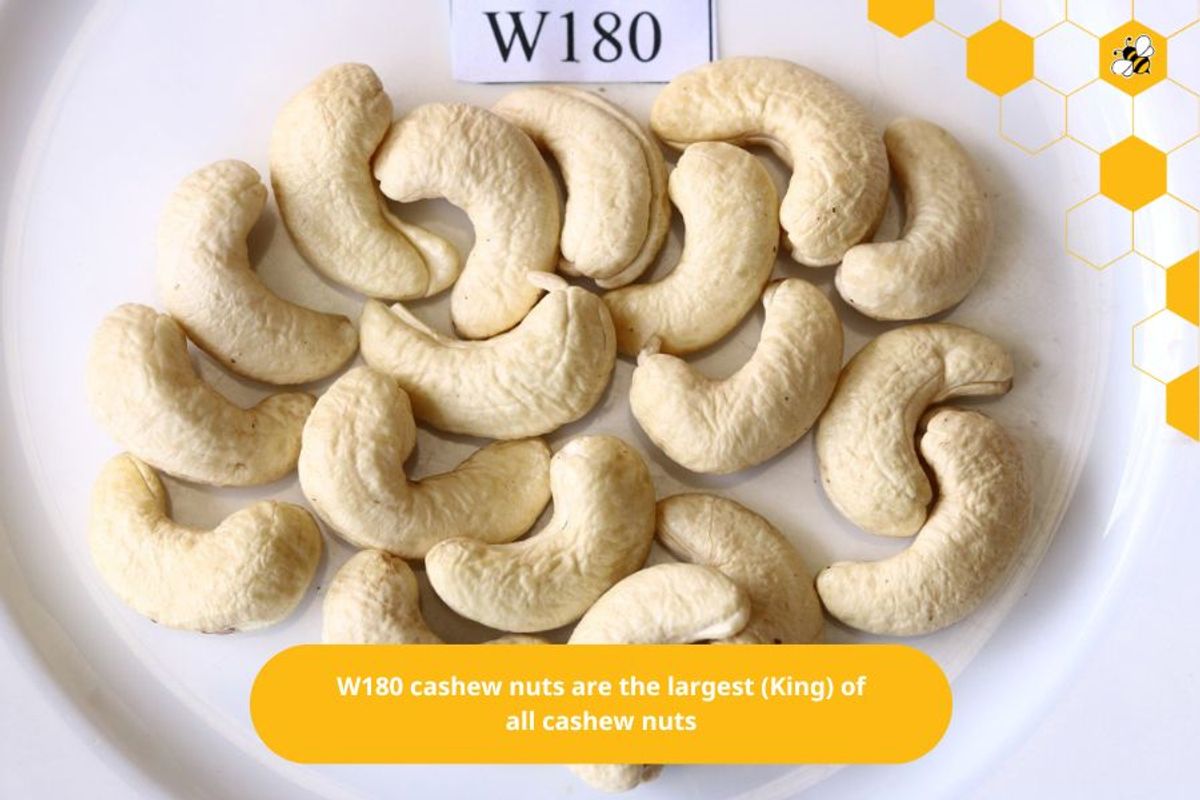 W180 cashew nuts are the largest (King) of all cashew nuts