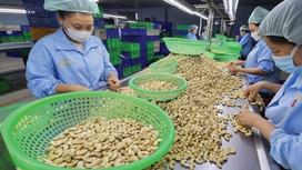 List of 10 largest cashew nut producers in Vietnam