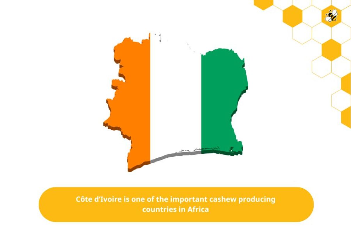 Côte d’Ivoire is one of the important cashew producing countries in Africa