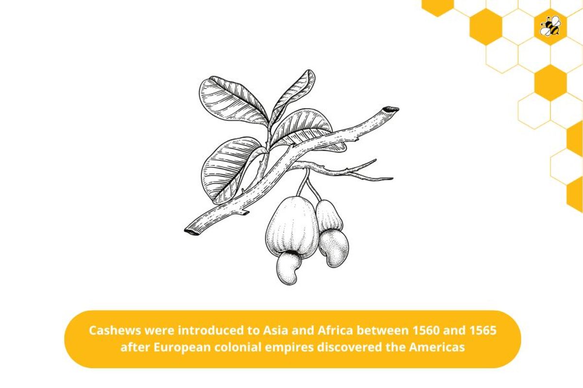 Cashews were introduced to Asia and Africa between 1560 and 1565 after European colonial empires discovered the Americas