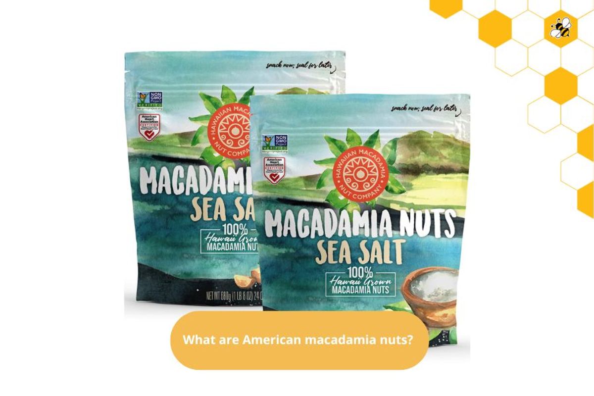 What are American macadamia nuts?