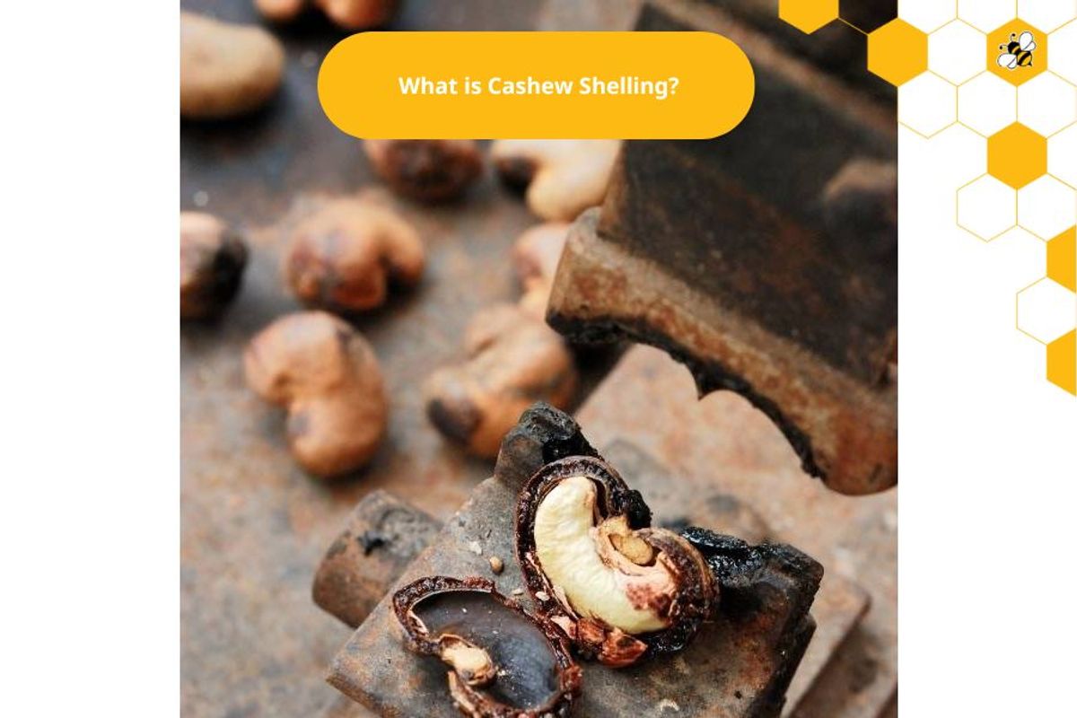 What is Cashew Shelling?