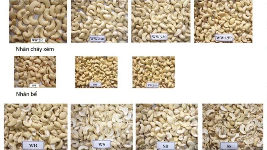 Cashew Classification by Commodity and Cashew Classification by Product Type