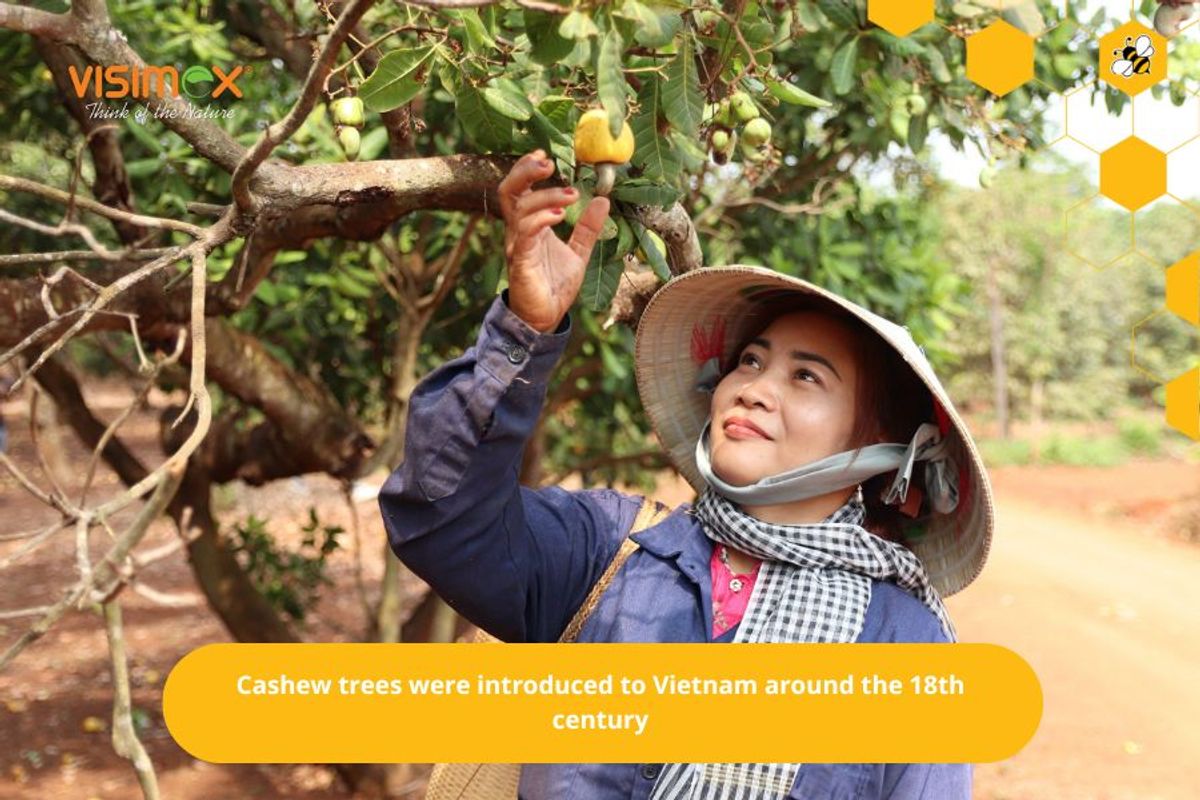 Cashew trees were introduced to Vietnam around the 18th century