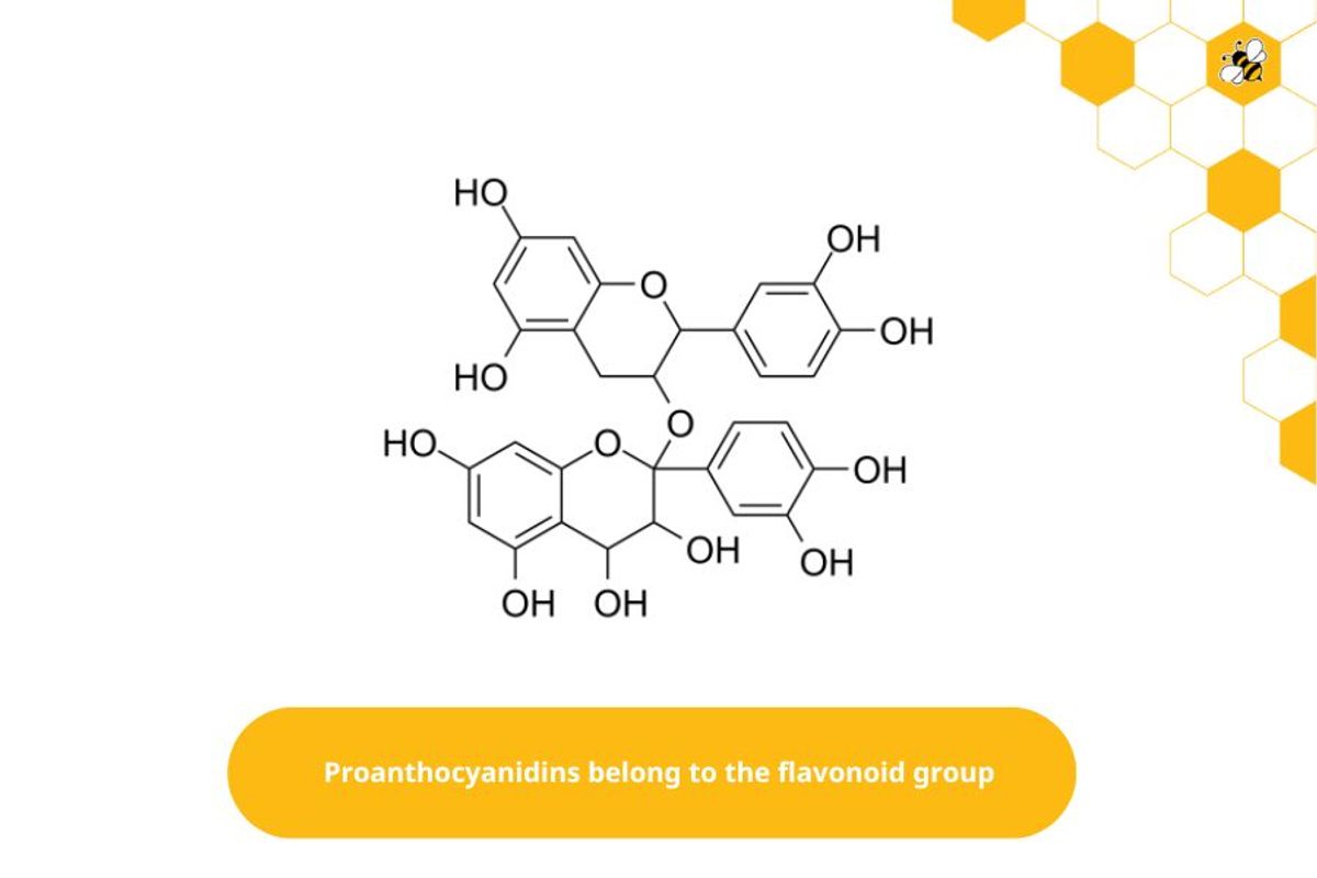 Proanthocyanidins belong to the flavonoid group