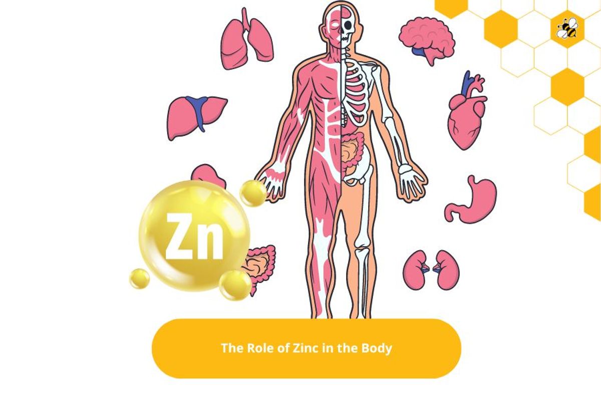 The Role of Zinc in the Body