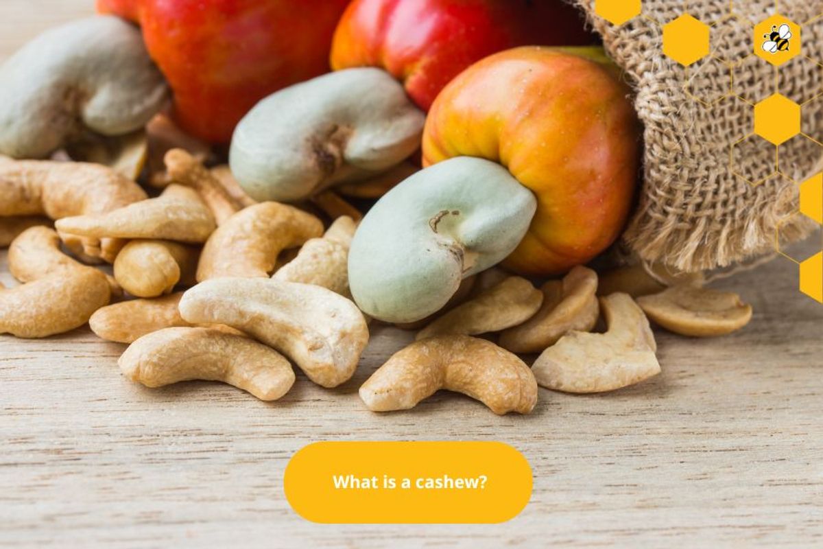 What is a cashew?