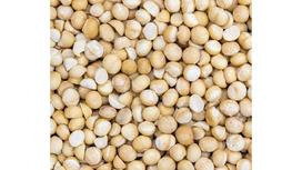 The Origins and Evolution of Macadamias: Australia’s Indigenous Nut with Global Prestige