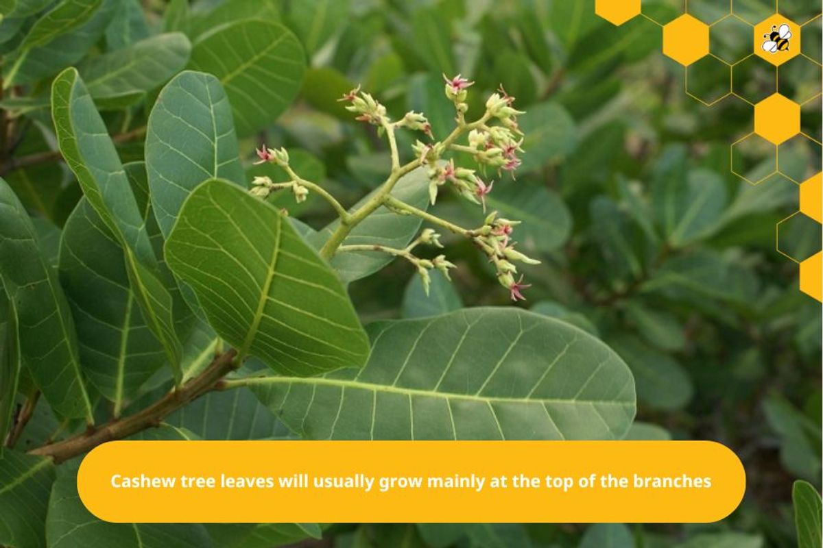 Cashew tree leaves will usually grow mainly at the top of the branches