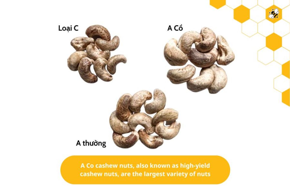 A Co cashew nuts, also known as high-yield cashew nuts, are the largest variety of nuts