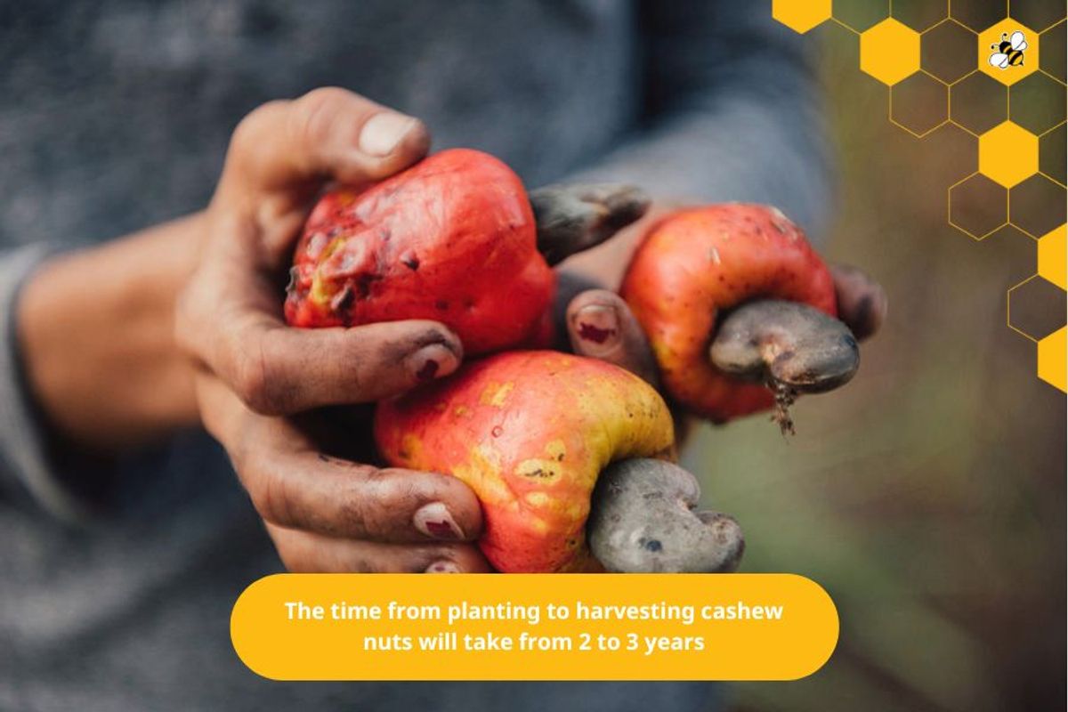 The time from planting to harvesting cashew nuts will take from 2 to 3 years