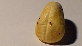 What are black spots on cashews? Does it affect the quality of cashews and the health of the consumer?