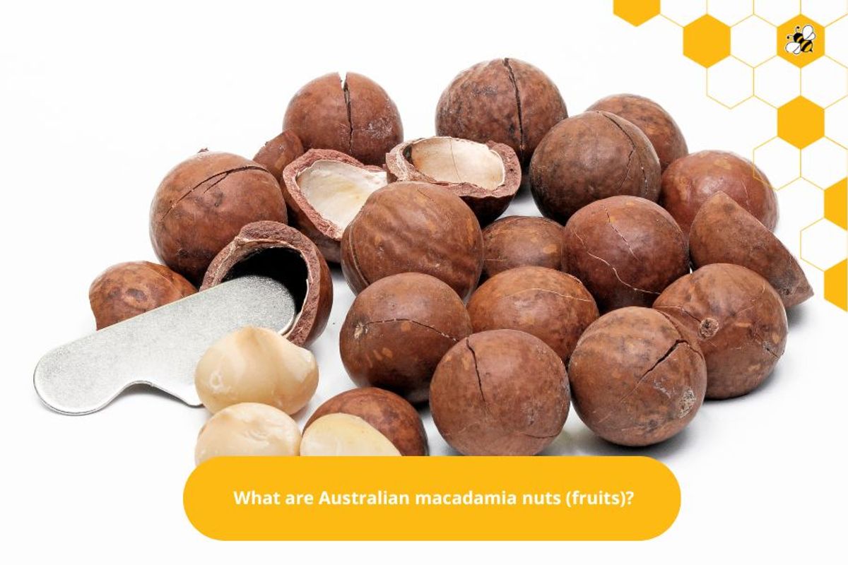 What are Australian macadamia nuts (fruits)?