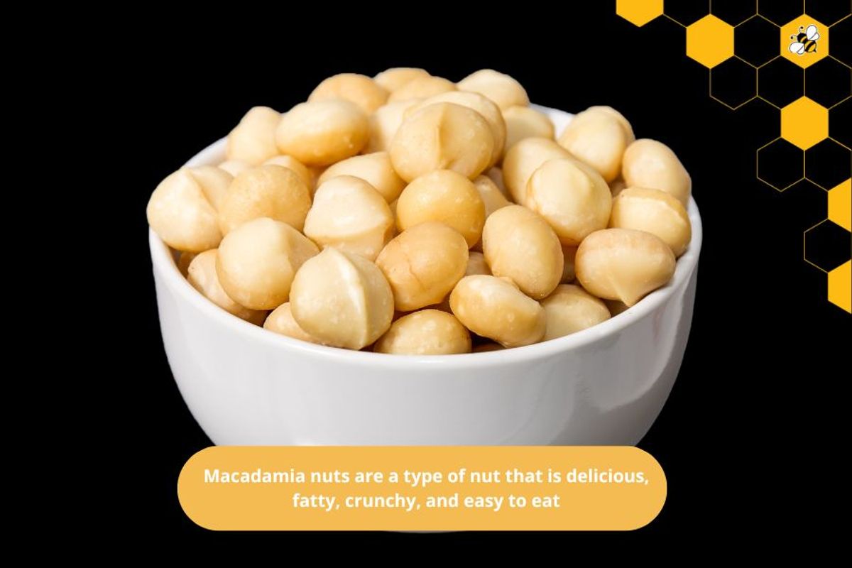 Macadamia nuts are a type of nut that is delicious, fatty, crunchy, and easy to eat