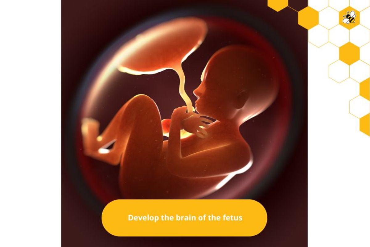 Develop the brain of the fetus