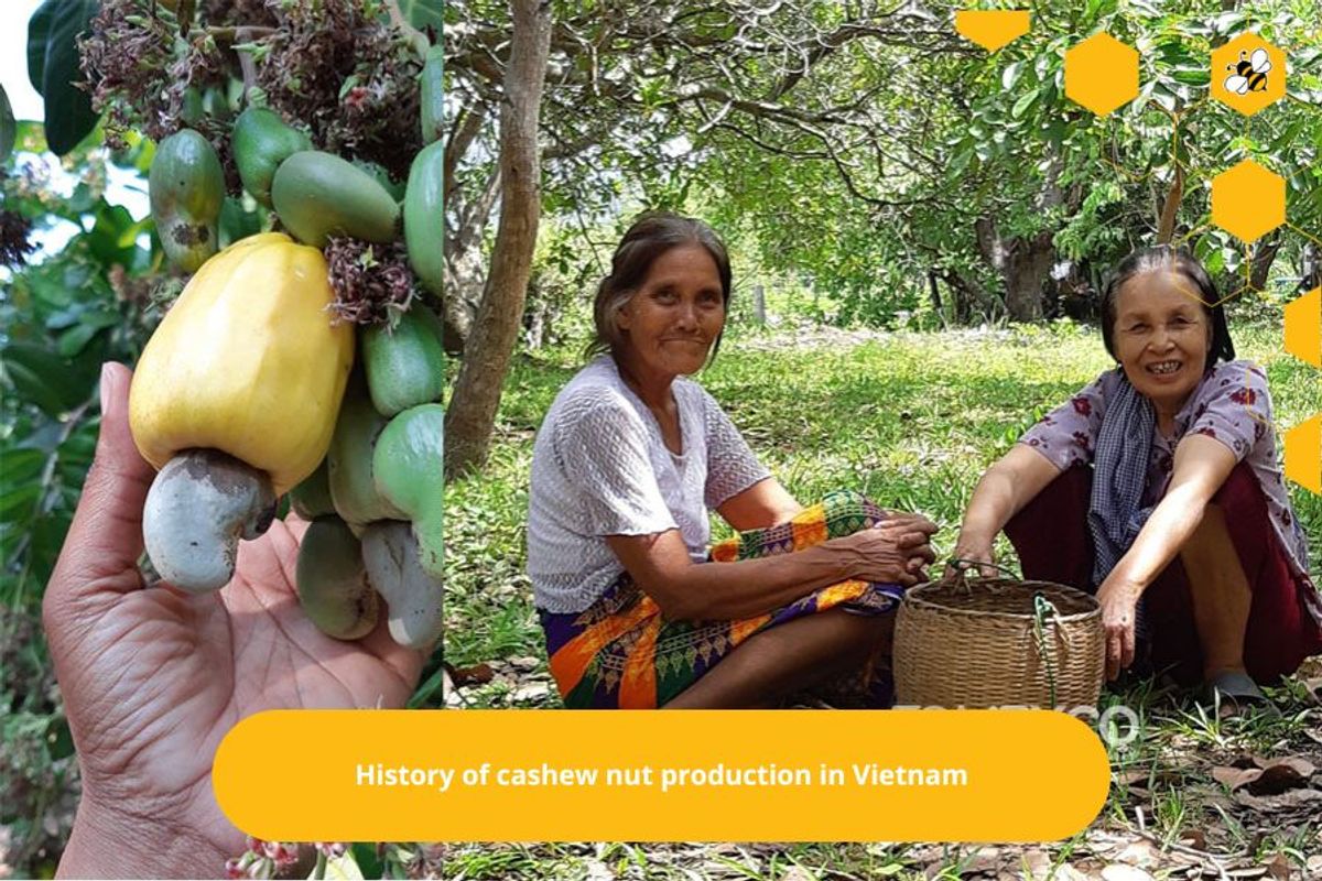 History of cashew nut production in Vietnam