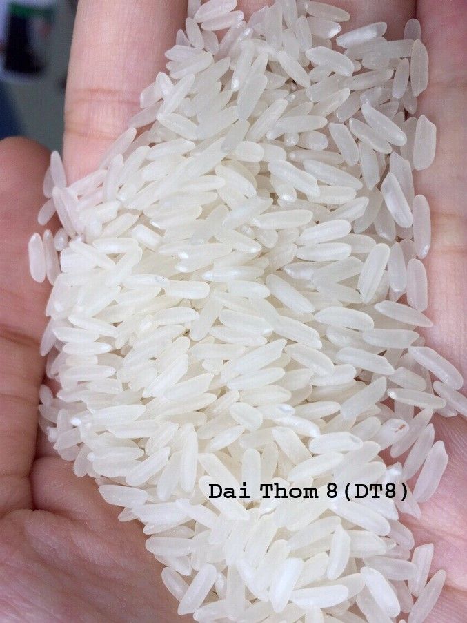 Vietnam Fragrant rice DT8