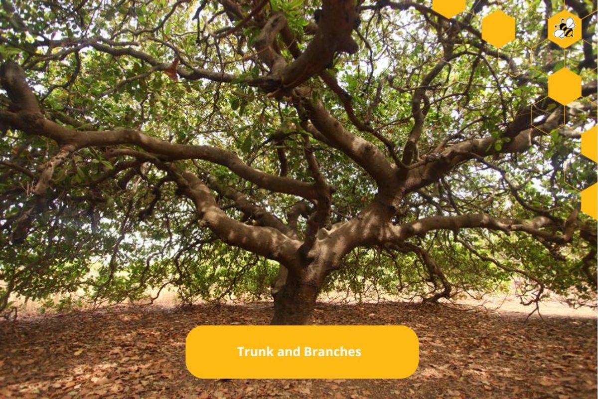 Trunk and Branches