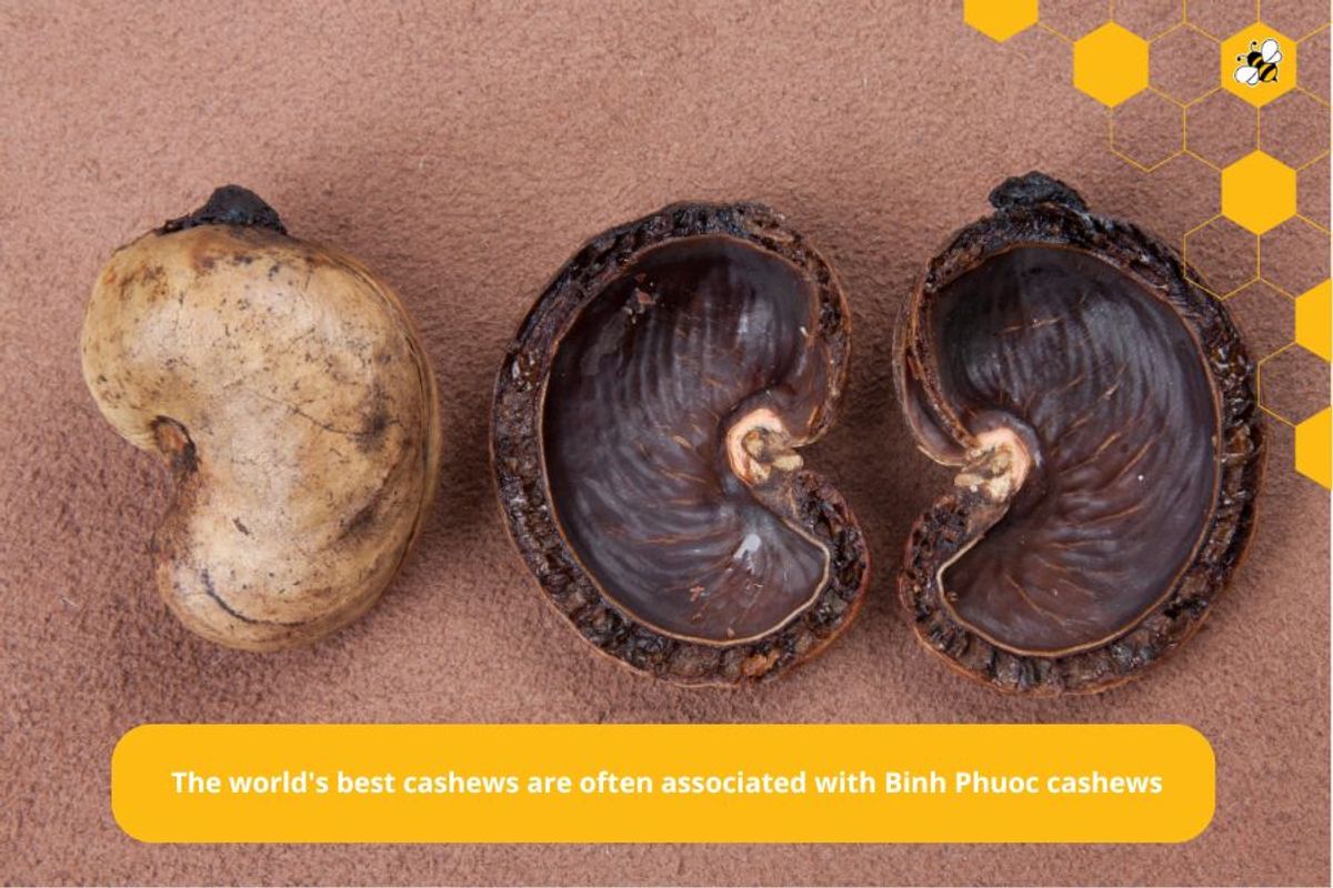 The world's best cashews are often associated with Binh Phuoc cashews