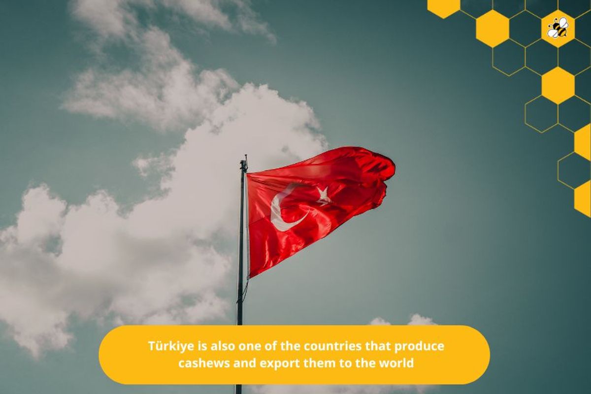 Türkiye is also one of the countries that produce cashews and export them to the world