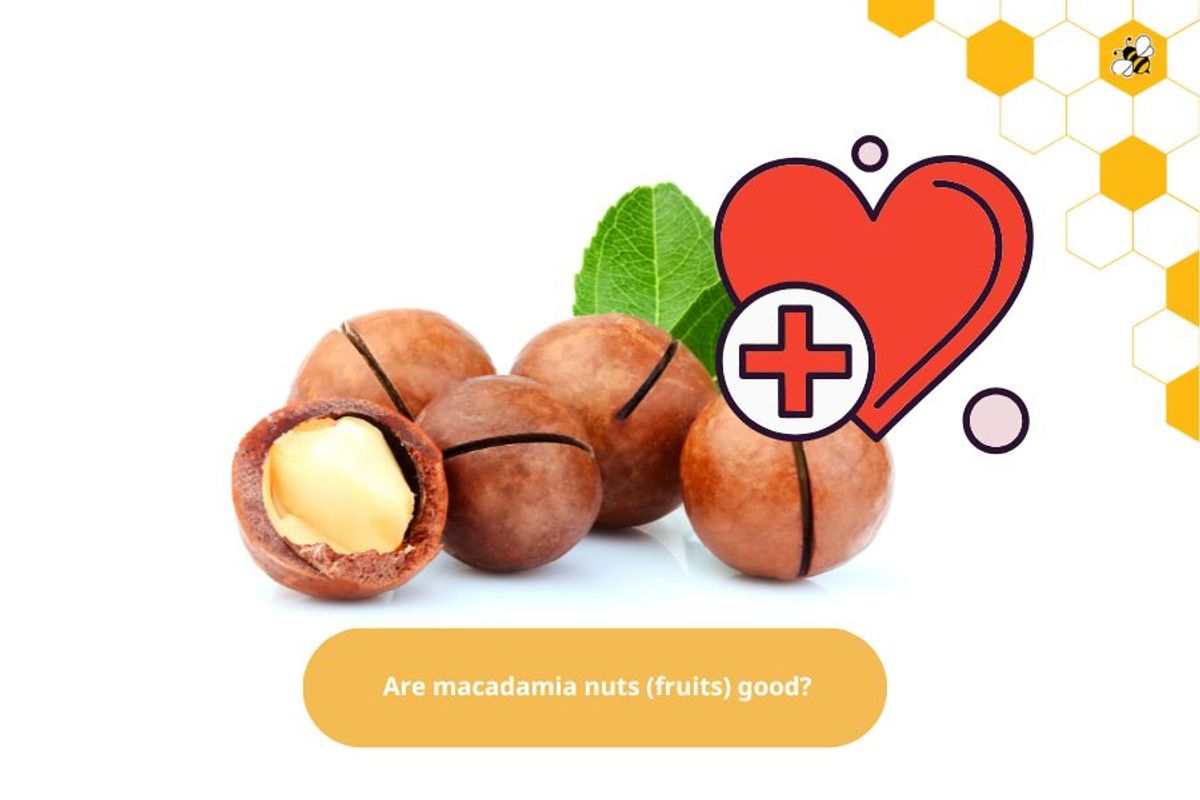 Are macadamia nuts (fruits) good? 