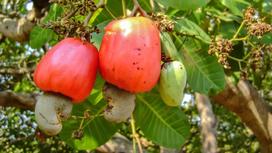 What kind of tree do cashews come from? Characteristics of cashew trees & cashew fruits