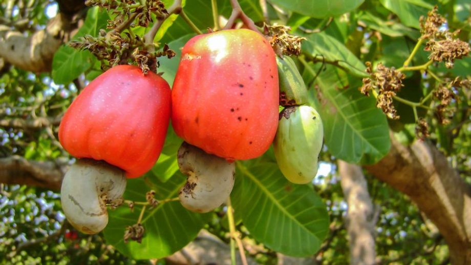 What kind of tree do cashews come from? Characteristics of cashew trees & cashew fruits