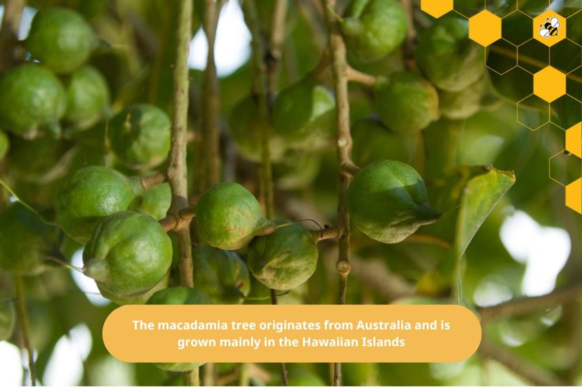 The macadamia tree originates from Australia and is grown mainly in the Hawaiian Islands