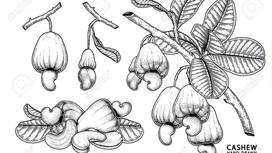 History of cashew cultivation in the world in general and Vietnam in particular