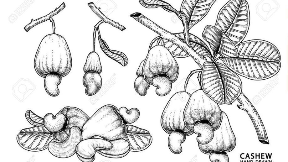 History of cashew cultivation in the world in general and Vietnam in particular