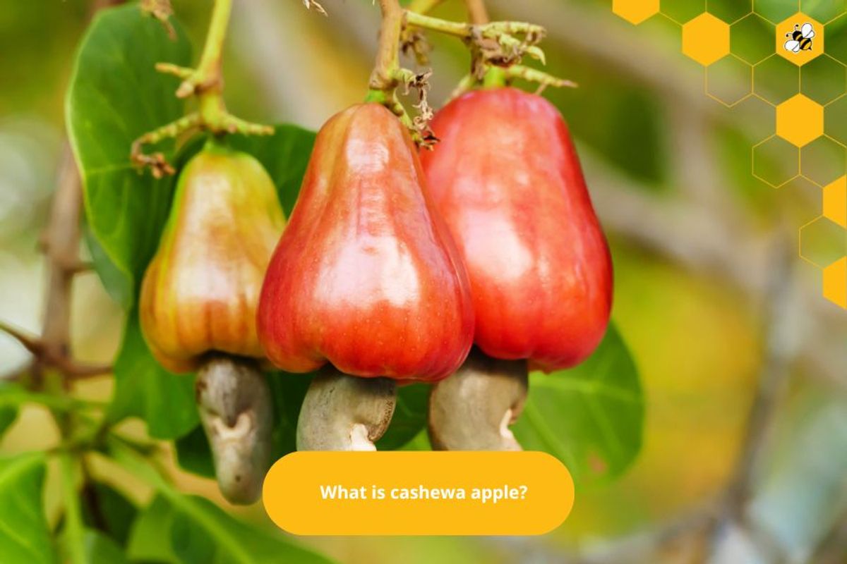 What is cashewa apple?