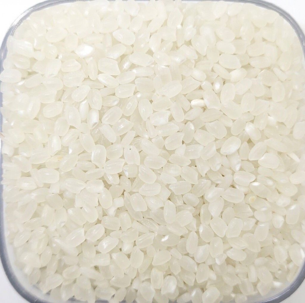 JAPONICA RICE