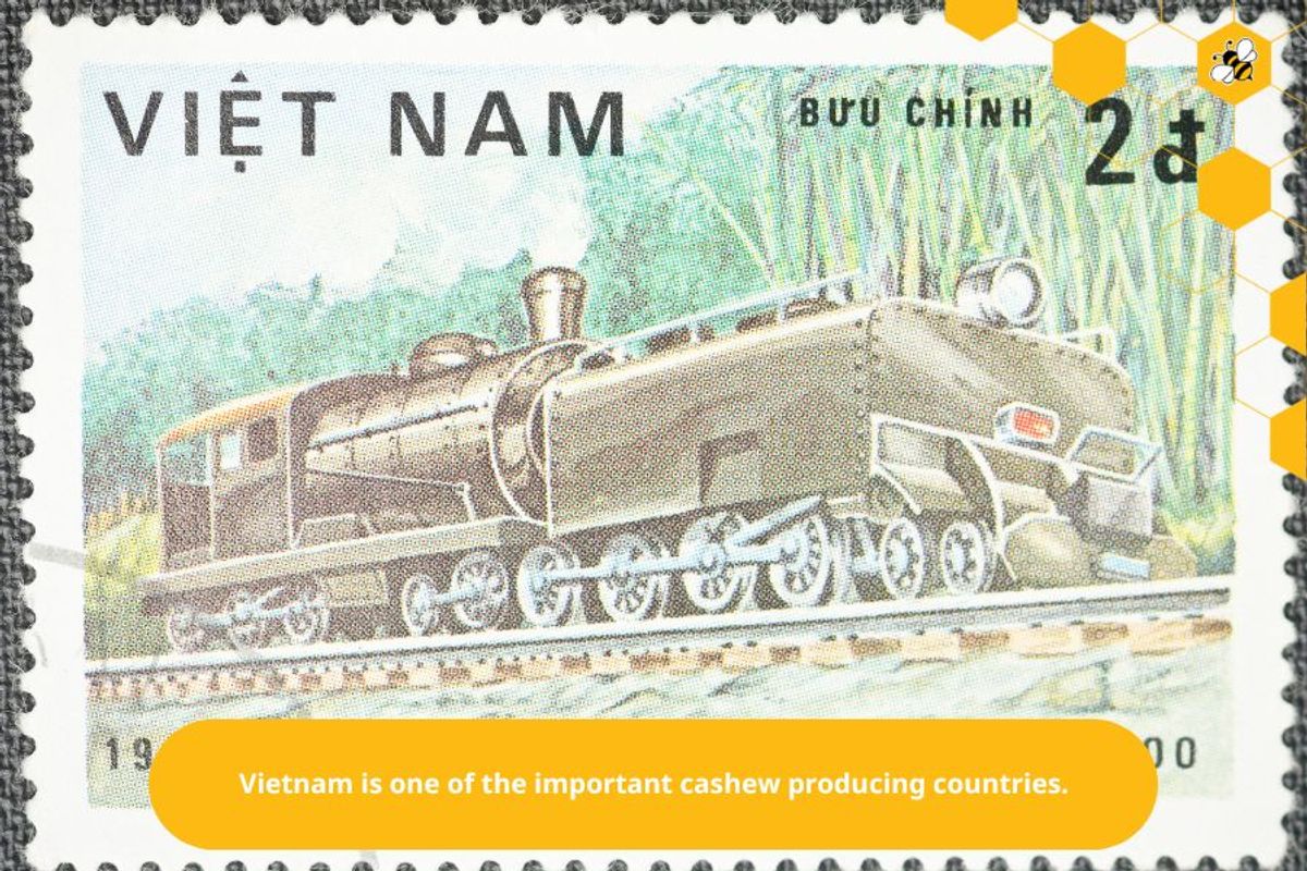 Vietnam is one of the important cashew producing countries.