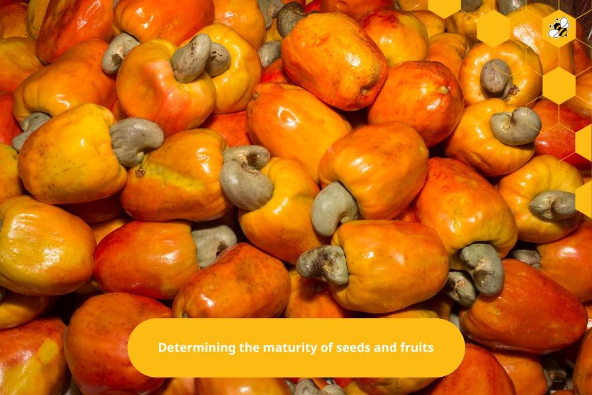 Determining the maturity of seeds and fruits