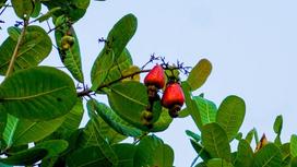 Origin of cashew tree - Original characteristics & Process of introduction to the world