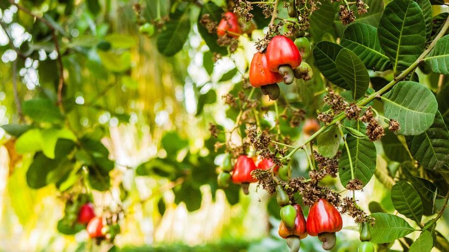 What is a cashew tree? Description of the cashew tree's botanical characteristics: stem, roots, leaves, flowers, fruits, seeds