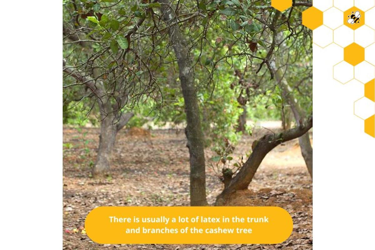 There is usually a lot of latex in the trunk and branches of the cashew tree