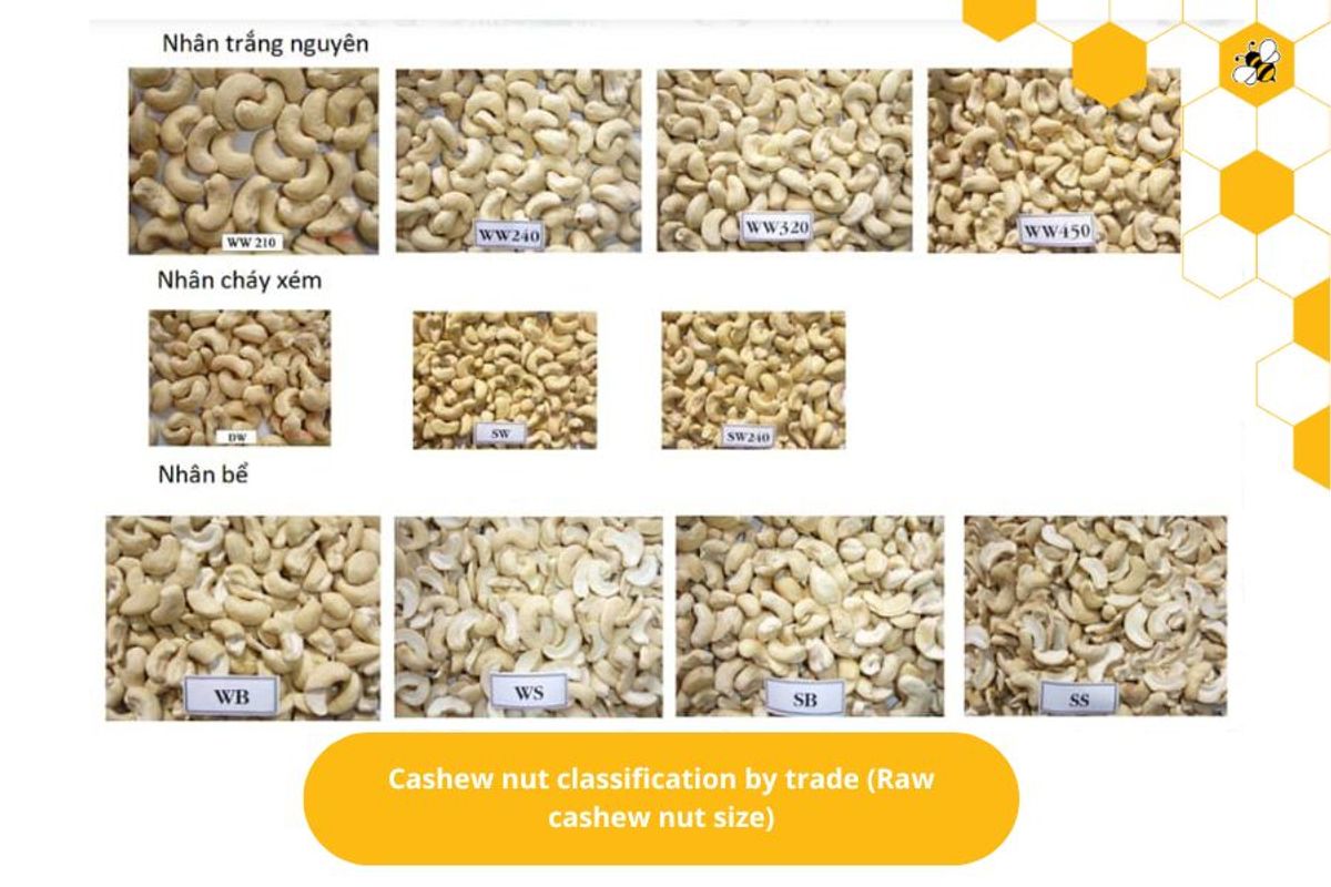 Cashew nut classification by trade (Raw cashew nut size)