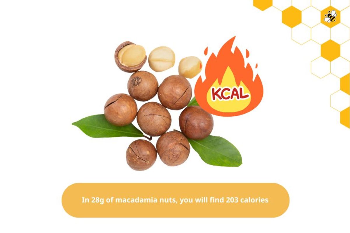 In 28g of macadamia nuts, you will find 203 calories