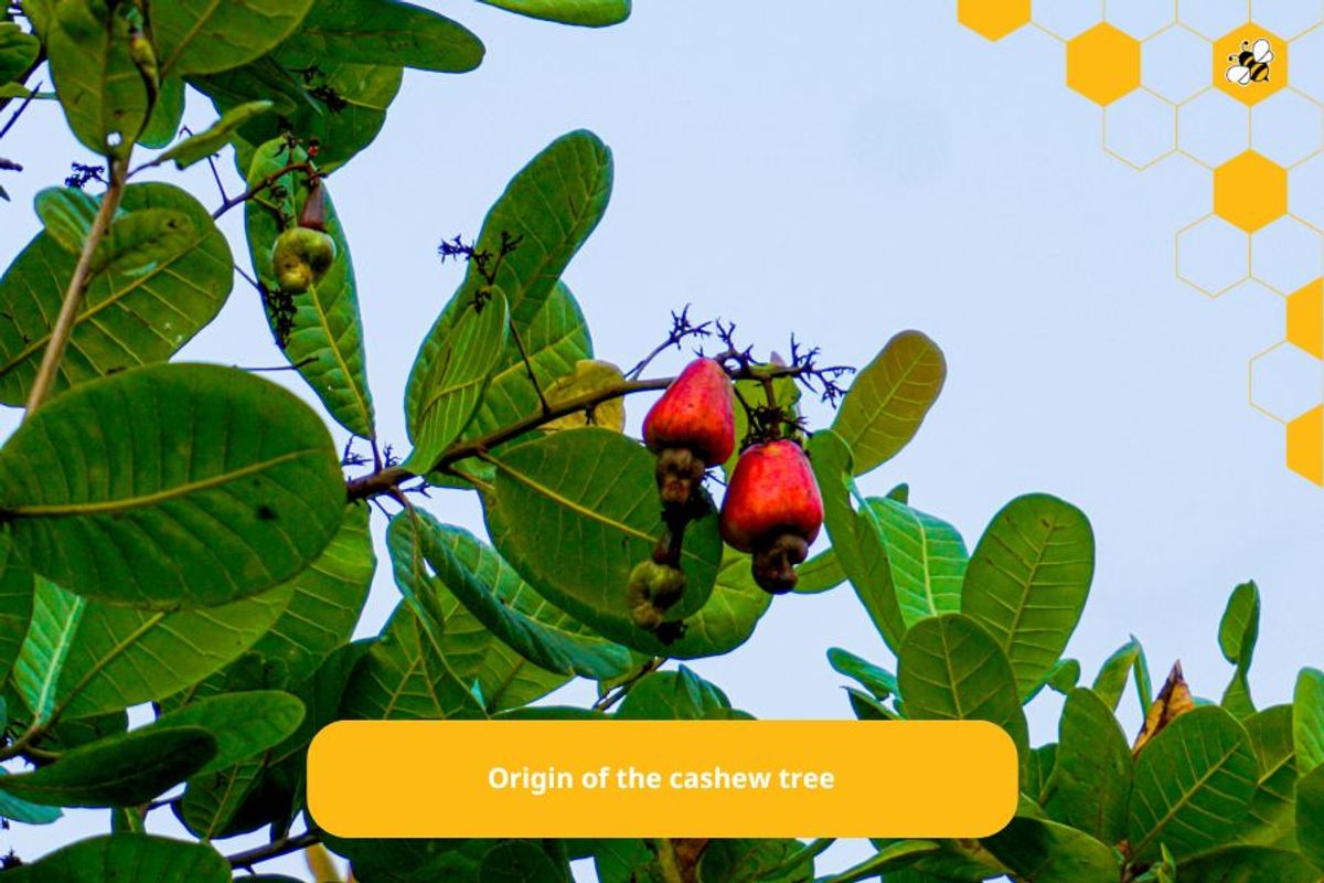 Origin of the cashew tree