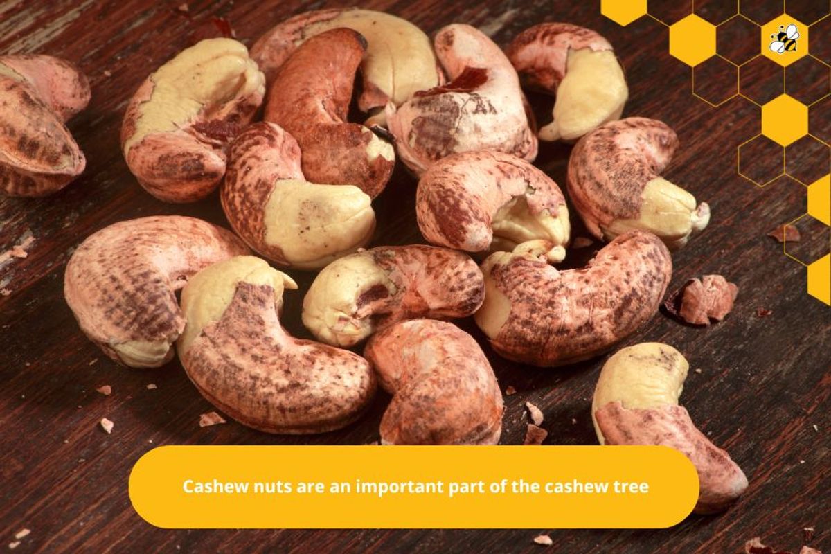 Cashew nuts are an important part of the cashew tree