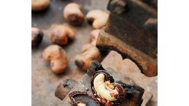 What is Cashew Shelling? Manual Shelling & Machine Shelling Methods