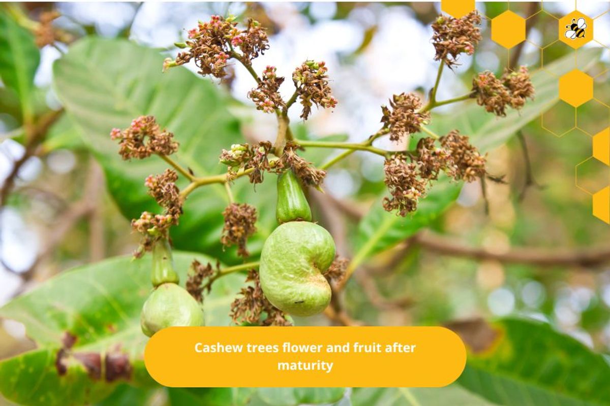 Cashew trees flower and fruit after maturity