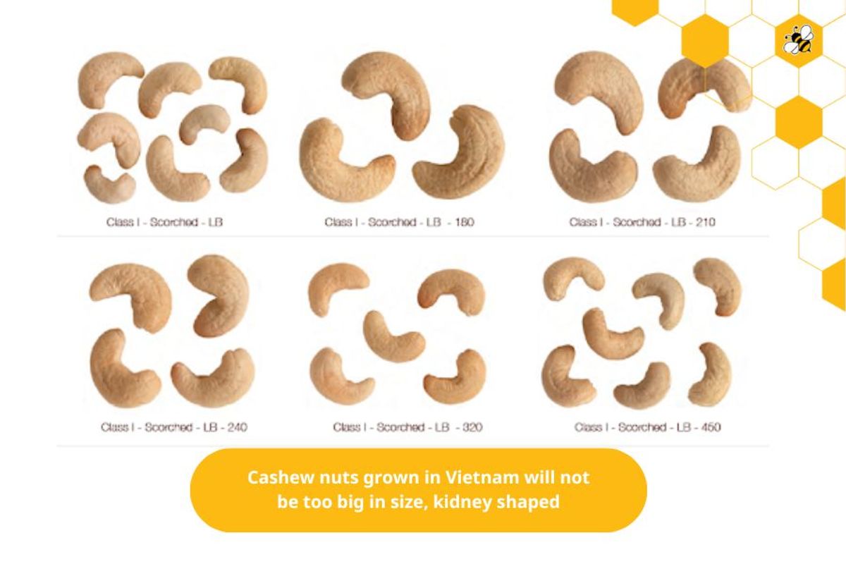 Cashew nuts grown in Vietnam will not be too big in size, kidney shaped