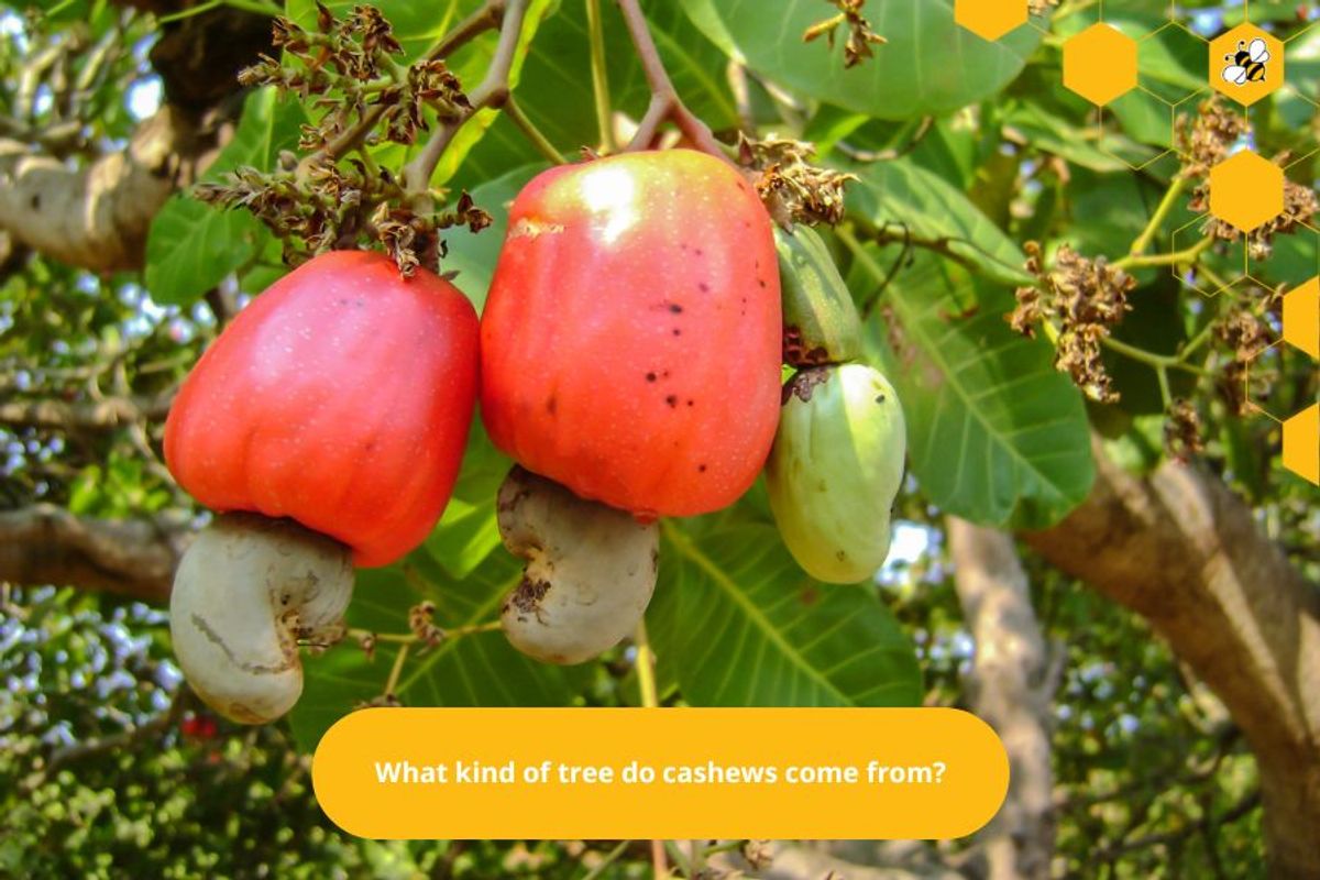 What kind of tree do cashews come from?