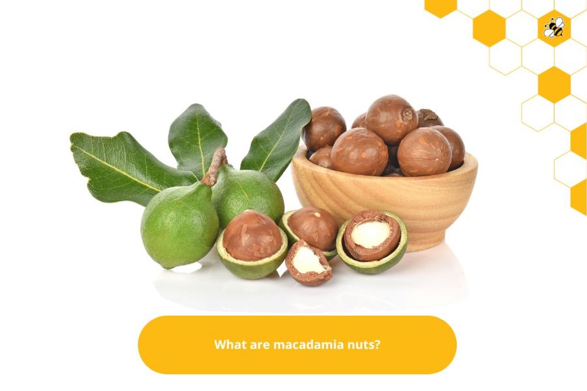 What are macadamia nuts?