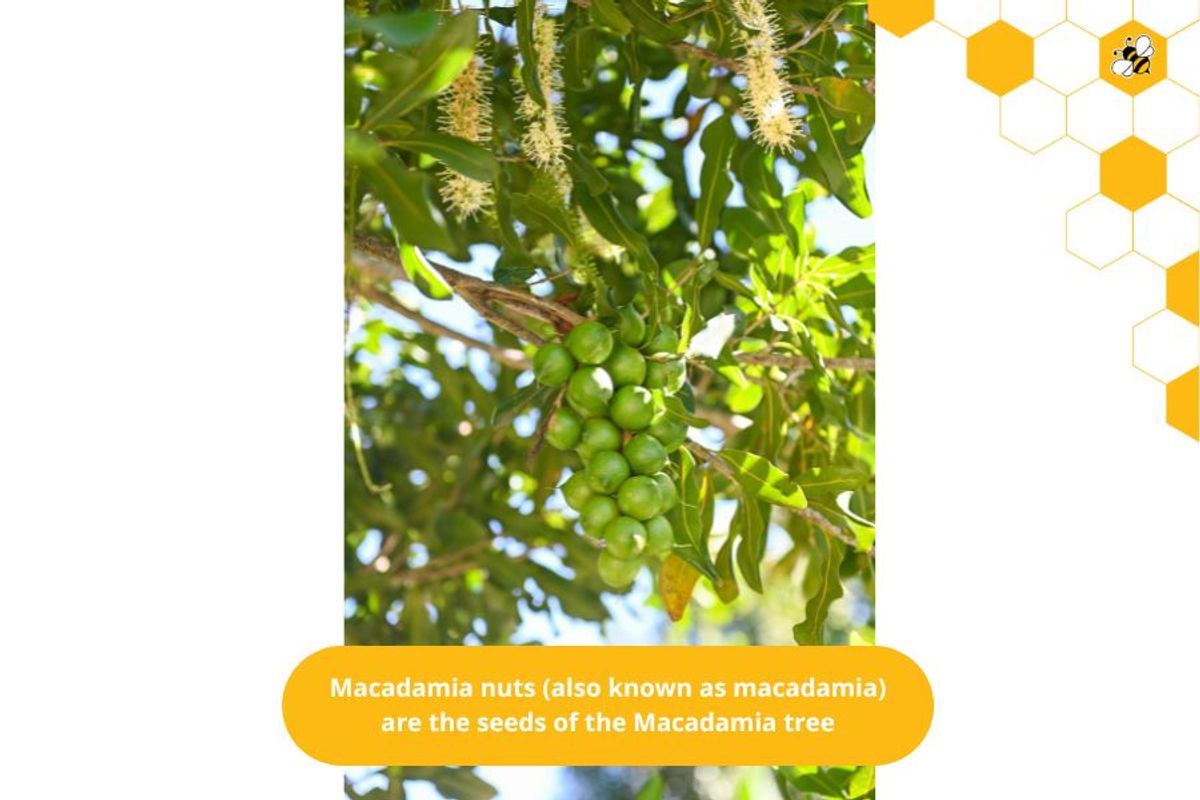 Macadamia nuts (also known as macadamia) are the seeds of the Macadamia tree