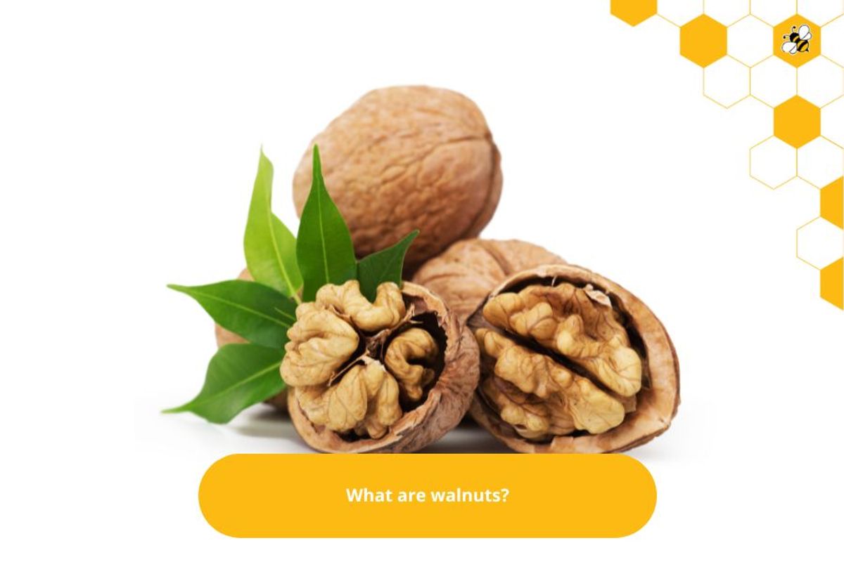 What are walnuts?